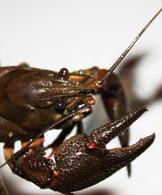 Crayfish may help restore dirty streams, Stroud study finds