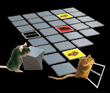 Oxytocin schärft die Sinne