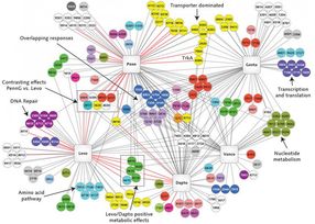 Putting antibiotic-resistant bacteria and the immune system under 'surveillance'