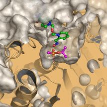 New drug against nerve agents in sight