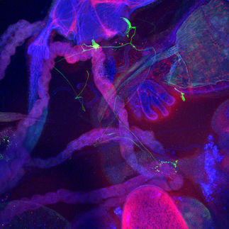 MPI für Neurobiologie