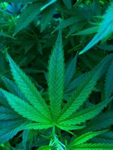 Regierung will Weg für staatlichen Cannabis-Anbau freimachen