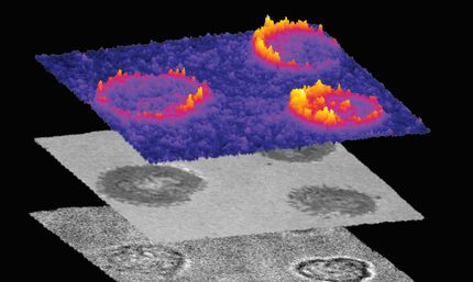 T cells use 'handshakes' to sort friends from foes