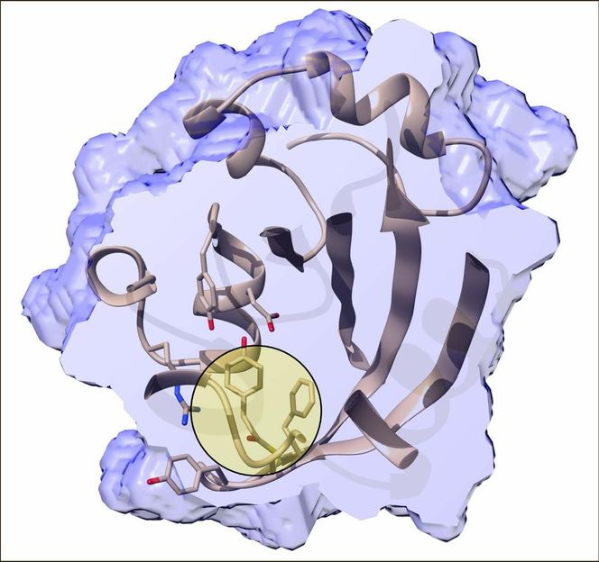 High-speed camera snaps biosensor's rapid reaction to light - X-ray study reveals ultrafast dynamics of photoactive yellow protein