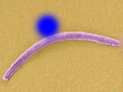Laser-Radarfalle für Malaria-Parasiten