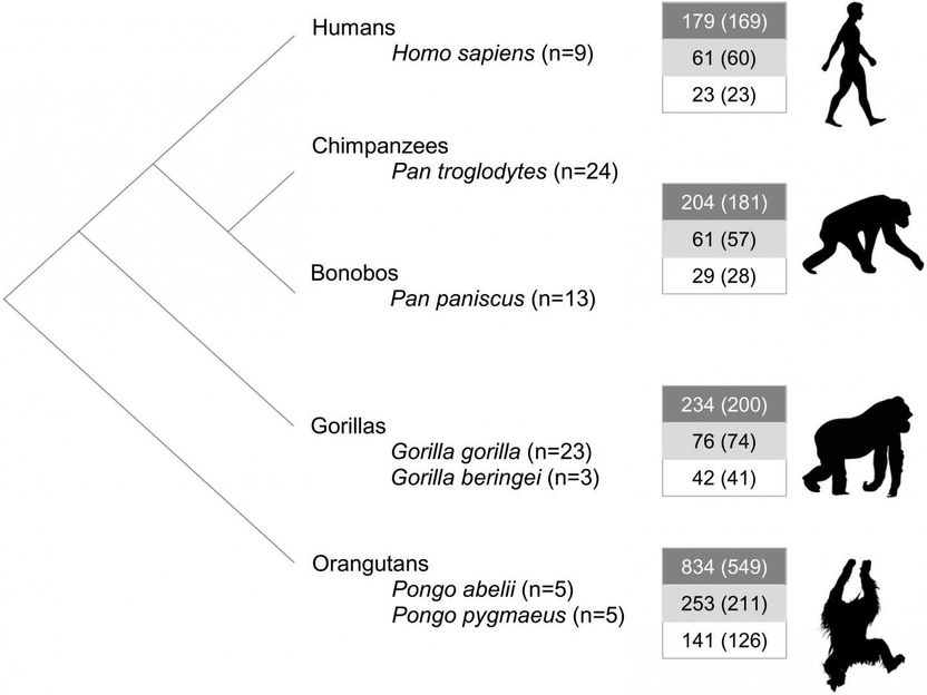 Gallego et al.