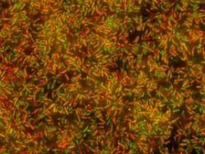 Drug works against 'superbug' biofilms and respiratory virus