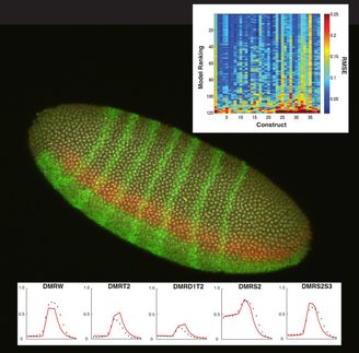 Do genes express themselves through poetry?