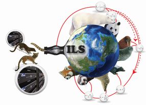 Stammbaum der Evolution: Forscher entwickeln Prüfungstool