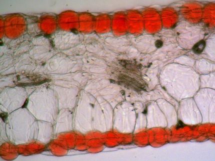 The anatomy of flower color