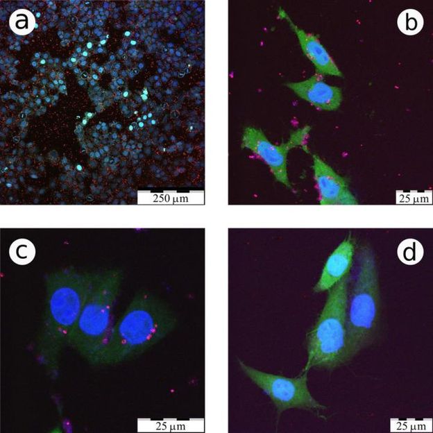 Victor Timoshenko/Scientific Reports