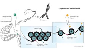 Epigenetische Veränderung macht anfälliger für Übergewicht