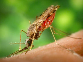 Researchers make a key discovery in how malaria evades the immune system