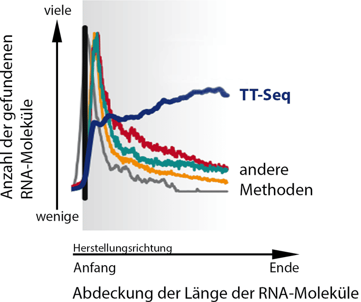 Margaux Michel, Patrick Cramer / Max-Planck-Institut für biophysikalische Chemie