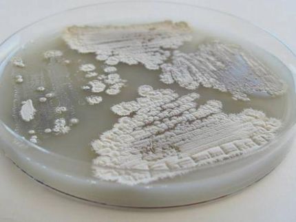 Chemistry lessons from bacteria may improve biofuel production