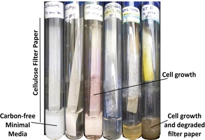 Image courtesy UW-Madison/Currie Lab