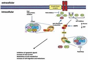 Targeting the PI3K/AKT/mTOR pathway in prostate cancer development and progression