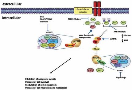 Targeting the PI3K/AKT/mTOR pathway in prostate cancer development and progression