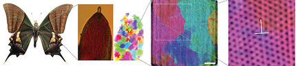 X-ray snapshot of butterfly wings reveals underlying physics of color