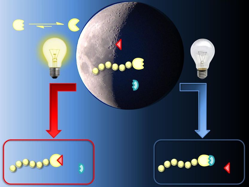 Chemische Reaktionen lassen sich mit Licht schalten - Trinationales Forscherteam steuert die Selektivität chemischer Reaktionen durch Licht