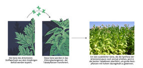 Tabakpflanzen können helfen den Bedarf an Malariamedikamenten zu decken