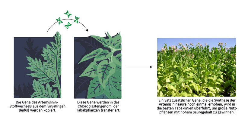 Fuentes et al., eLife