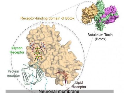 Botox's sweet tooth underlies its key neuron-targeting mechanism