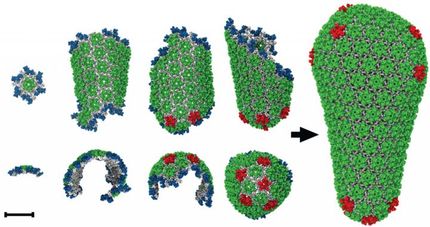 Simulations describe HIV's 'diabolical delivery device'