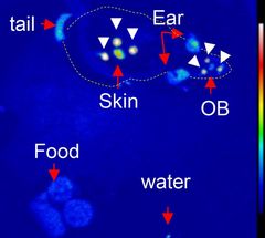 Watching the luminescent gene switch