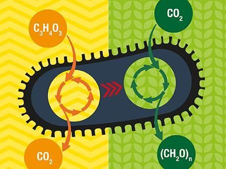 Eating air, making fuel