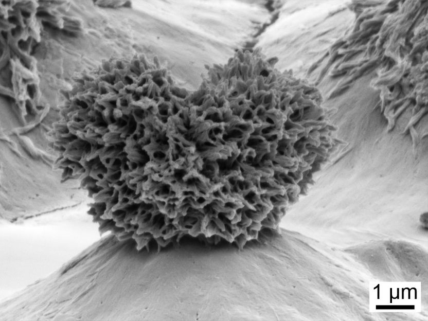 Microscope image by Philip S. Brown, courtesy of The Ohio State University