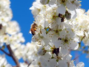 Neonikotinoide als Pflanzenschutzmittel schaden Honigbienen