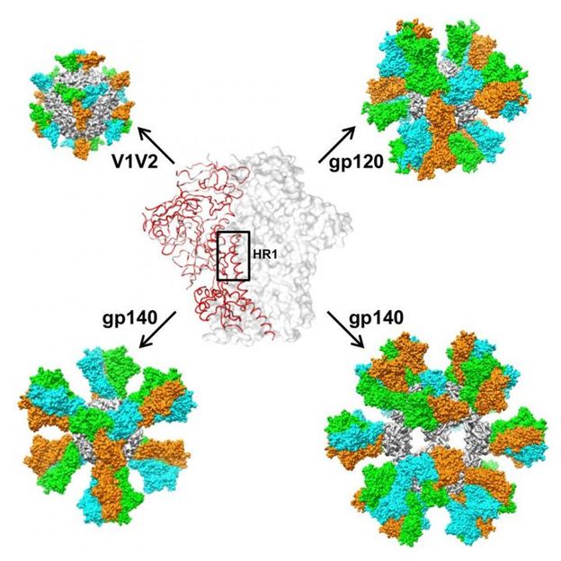 Image courtesy of The Scripps Research Institute.