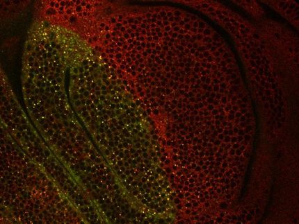 Freiburg Biologists Explain Function of Pentagone