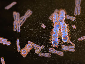 A protein coat helps chromosomes keep their distance