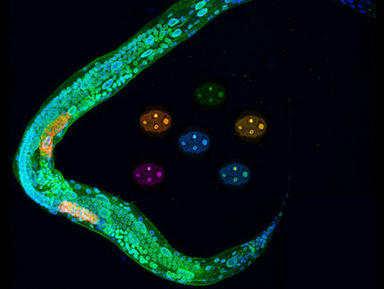 Larva y embriones de ‘Caenorhabditis elegans’