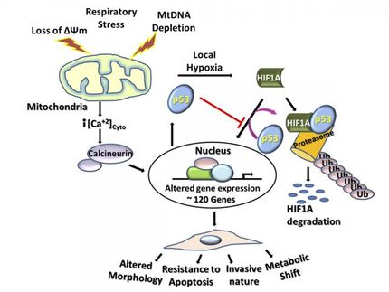 Mitochondrial stress induces cancer-related metabolic shifts