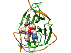 Zikavirus-Protease