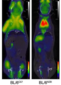 CT/PET scans of live mice