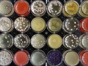 Rare fungus product reduces resistance to antibiotics