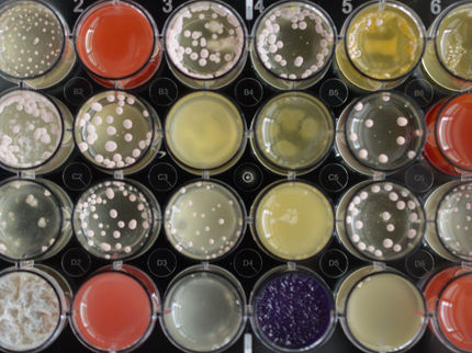 Seltenes Pilz-Produkt reduziert Antibiotikaresistenz