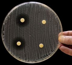Megasynthasen: Schlüssel zum Design neuer Antibiotika?