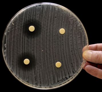 Megasynthasen: Schlüssel zum Design neuer Antibiotika?