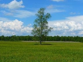 Scientists unlock 'green' energy from garden grass