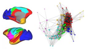 Researchers temporarily turn off brain area to better understand function