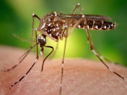 Zika-Viren: Sind Sportler und Besucher der Olympiade in Brasilien in Gefahr?