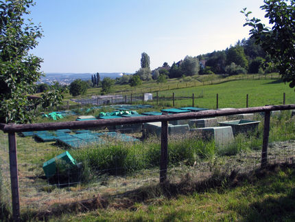 Neuer Ansatz für Umwelttest von Nutztiermedikamenten