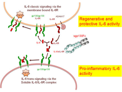 Anti-inflammatory principle also works against lung cancer and emphysema