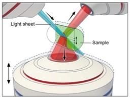 New approach doubles 3-D resolution of fluorescence microscopy