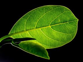 New discovery increases understanding of how plants and bacteria see light